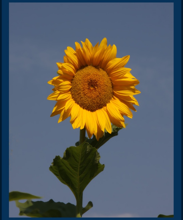 535 sunflower